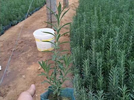 宿根薰衣草