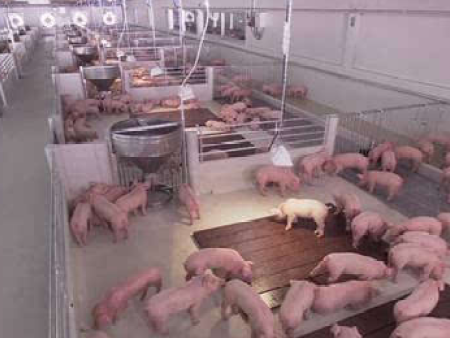 现代畜牧养殖中常用的消毒药与配置方法