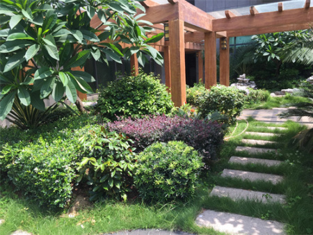 乡土植物与城市园林绿化中的景观营造探讨