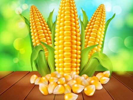 如何选什么样的玉米品种