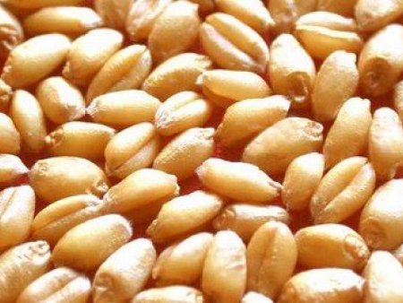 一畝地播多少斤小麥種子