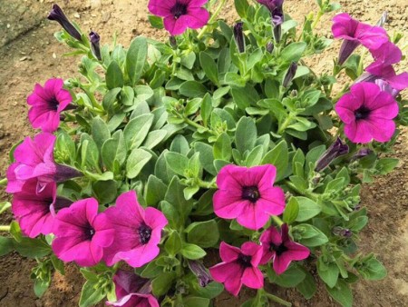 宿根花卉品种特色有哪些？