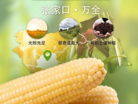 张家口玉米的营养价值和功效