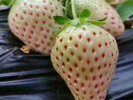 白雪公主草莓苗销售