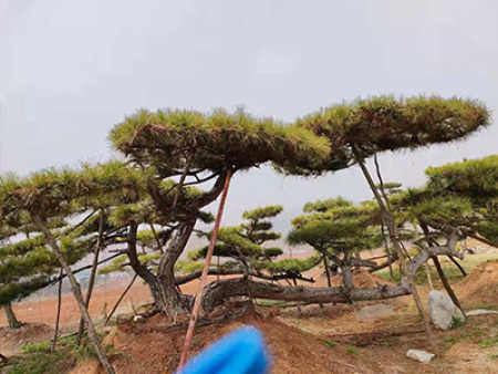 造型黑松