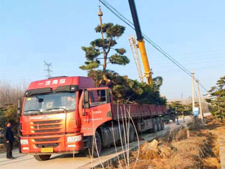 5米造型黑松發(fā)往洛陽