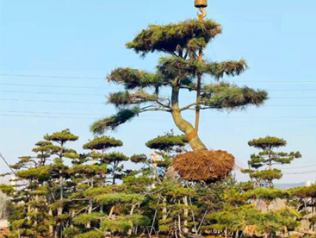 造型黑松樹發(fā)往洛陽