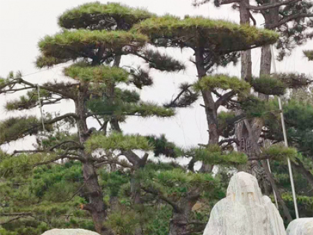 3米造型松樹入駐河北邢臺(tái)新工地