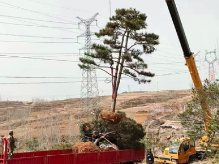 造型松發(fā)往鄭州