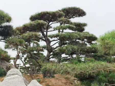 3米造型松入駐河北邢臺(tái)