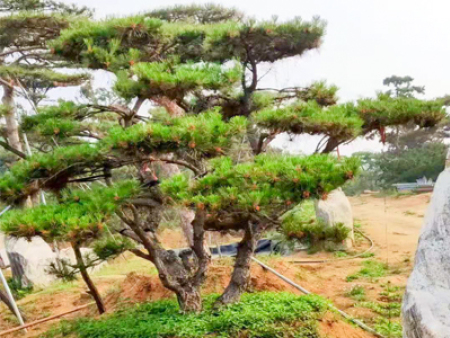 造型松樹發(fā)往鄭州二七區(qū)