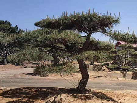 造型黑松