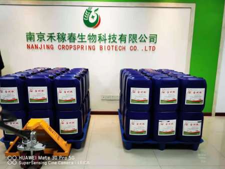 “金村秋”叶面肥在香樟抗寒与苹果提质应用上取得重要成效