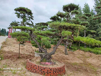 秋季如何給景觀松施肥？造型松基地告訴你