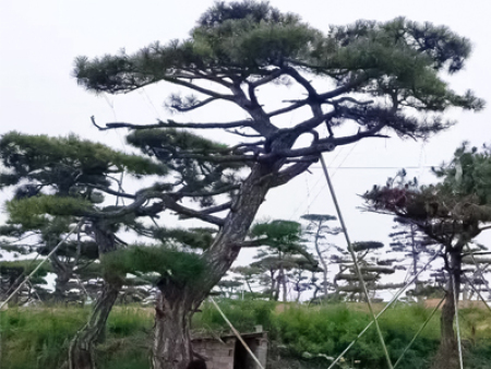 造型油松的松梢螟虫害防治