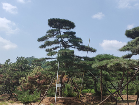 造型油松