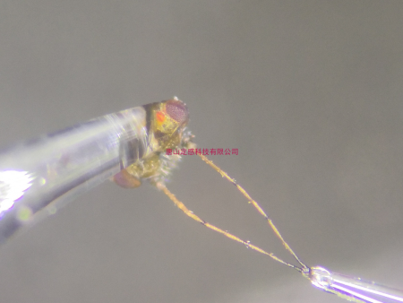 昆蟲觸角電位儀GC-EAD操作流程
