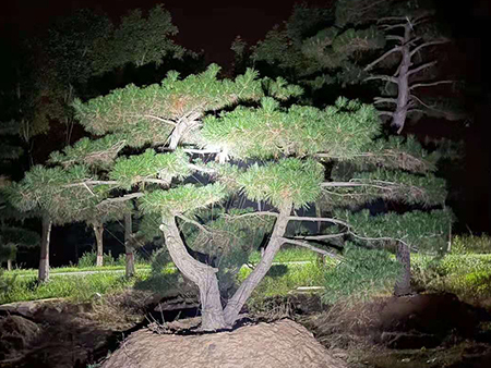 造型松-夫妻連枝