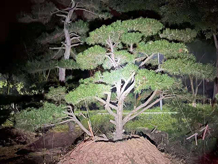 造型松-母子相依