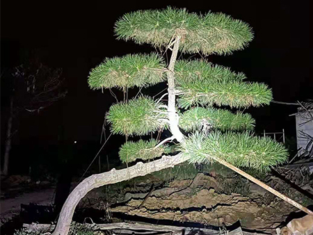 造型松-一枝獨秀