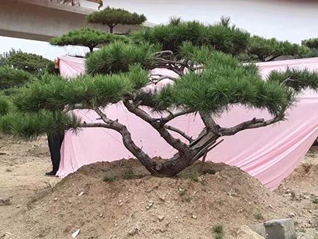 造型松种植