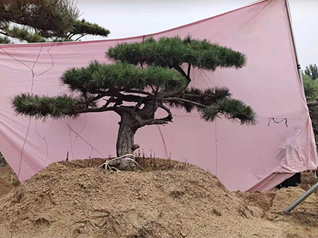 造型松树