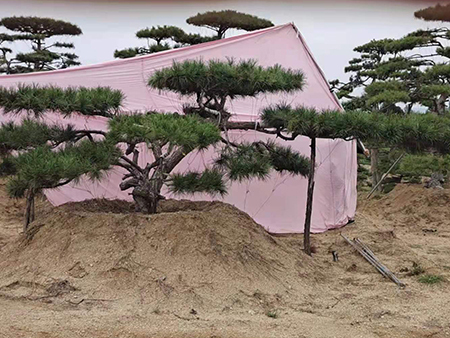 造型油松基地