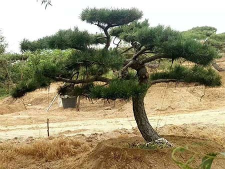 造型松