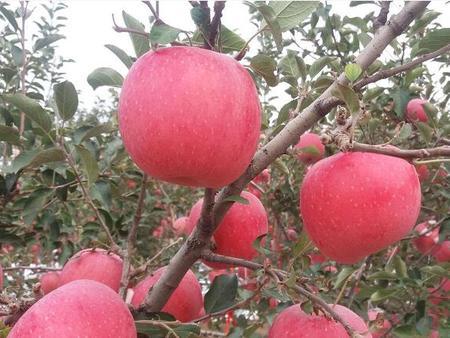 如何培育苹果苗