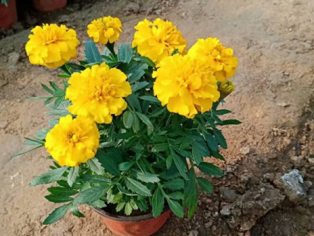 孔雀草