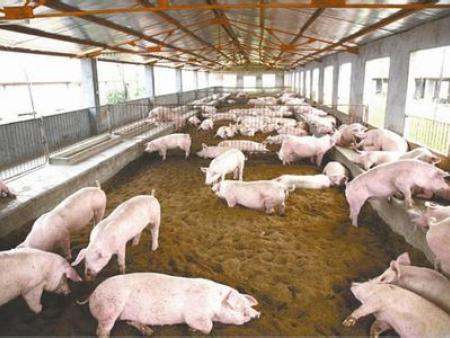 豬肉消費回暖 養豬行業迎來反轉？