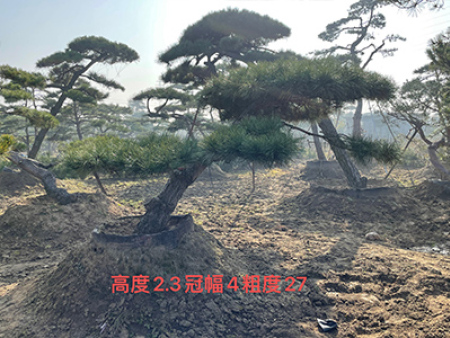景观松基地