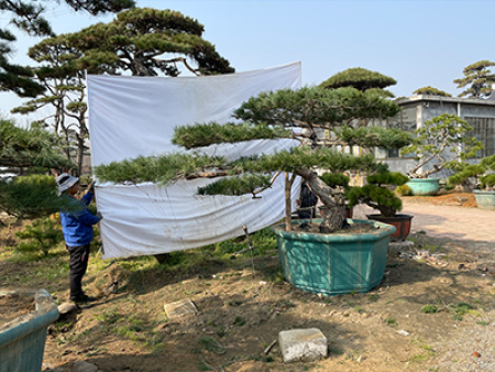 泰山景觀松種植基地在移栽后有哪些后期措施？
