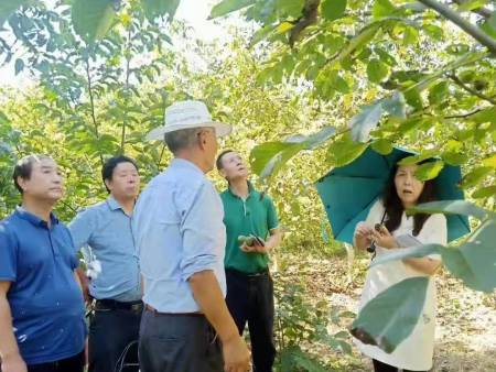 成县3个核桃品种参加甘肃省第十一届林木良种审定