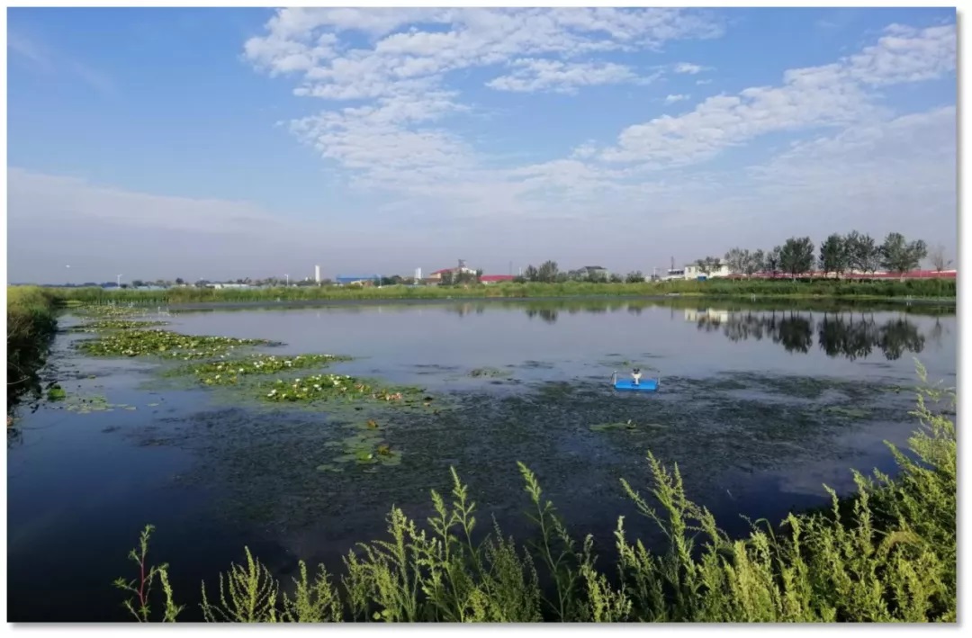 膠州市李哥莊鎮(zhèn)污水處理廠尾水水質(zhì)提升項目效果顯著