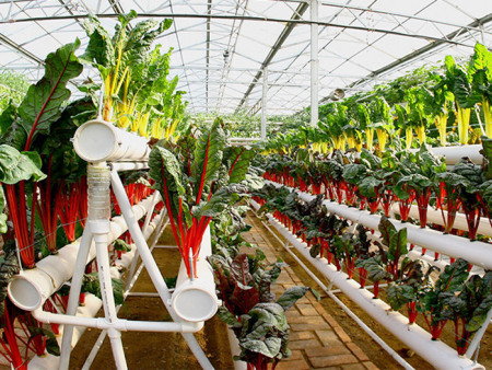 A字架草莓立体种植槽