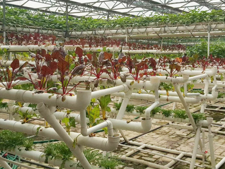 阳台模式无土种植