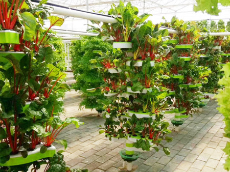 仿生螺旋水培蔬菜技术