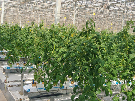 荷兰模式椰糠无土蔬菜栽培