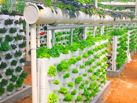 泡沫墙体蔬菜无土栽培