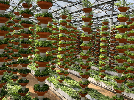 塑料立柱无土栽培