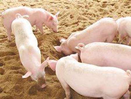 夏天养猪应该注意什么？