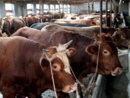 牛羊饲料配方有何区别