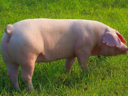 张家口猪饲料批发