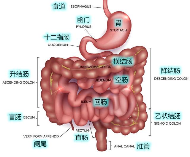 养护肠胃产品