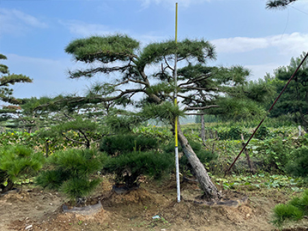 泰山松
