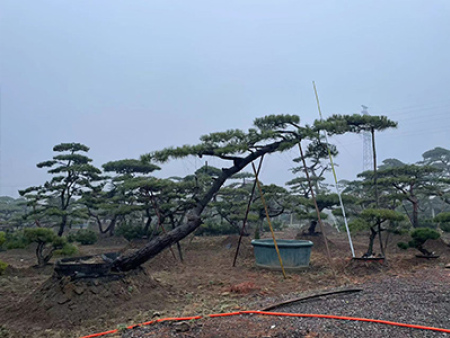 造型黑松