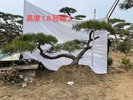 造型油松