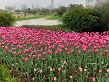 郁金香花海