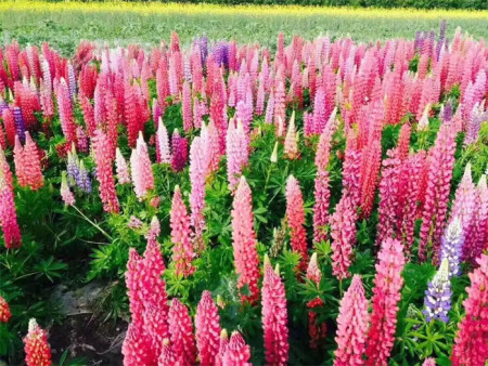 鲁冰花花海